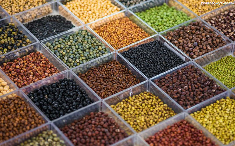 Sojas “diferentes do padrão comercial” serão demonstradas pela Embrapa no Show Rural